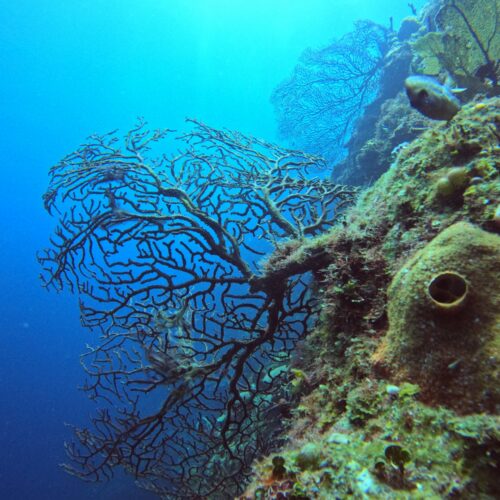Tour Buceo en Isla Catalina