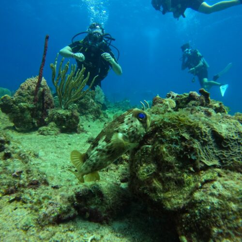 Buceo local – Catalonia Bávaro