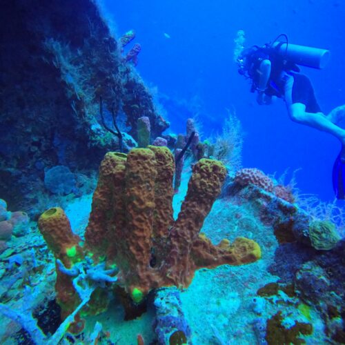 Playa Jackson – Buceo y snorkel