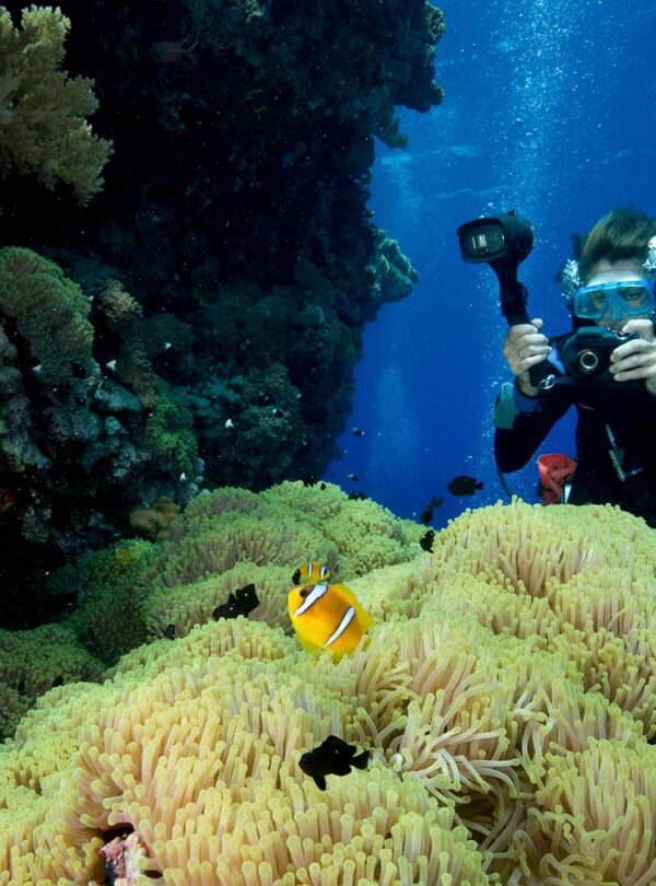a-carpet-of-green-from-a-gigantic-sea-anemone-stic-small.jpg