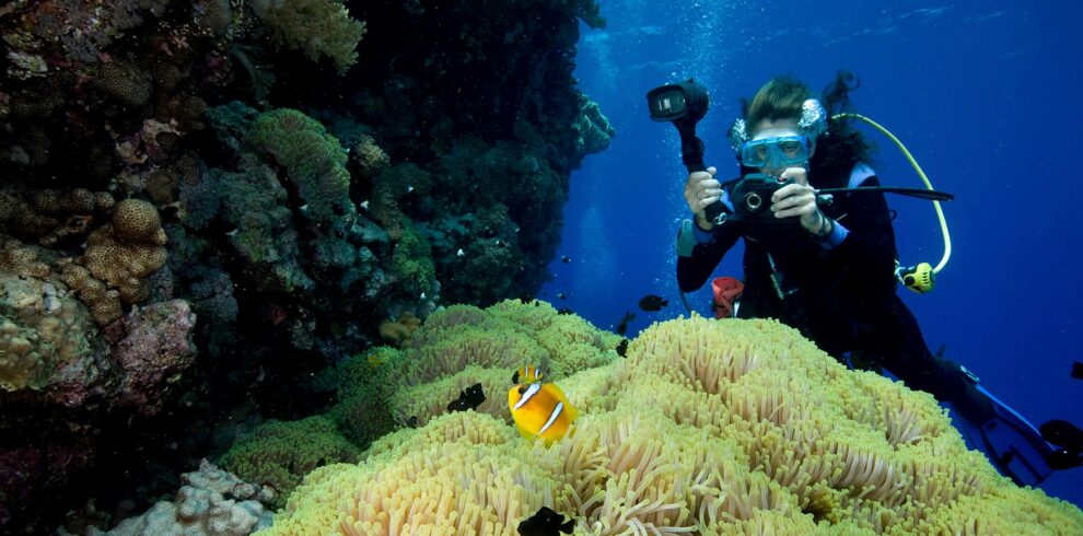 a-carpet-of-green-from-a-gigantic-sea-anemone-stic-small.jpg