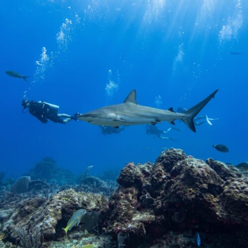 Buceo con tiburones en La Romana + barco hundido