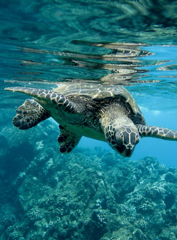 closeup-green-sea-turtle-swimming-underwater-lights copia