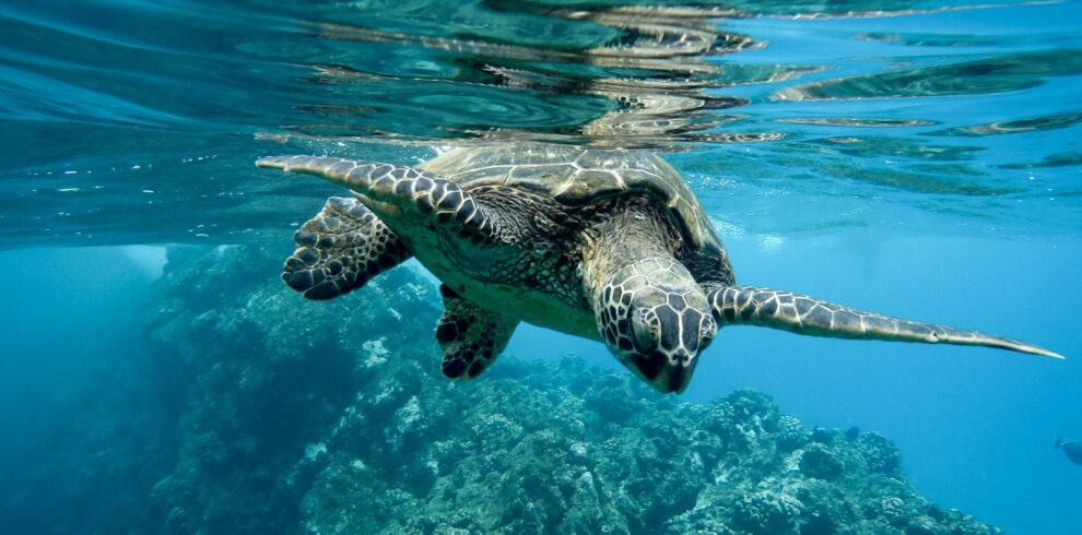 closeup-green-sea-turtle-swimming-underwater-lights copia