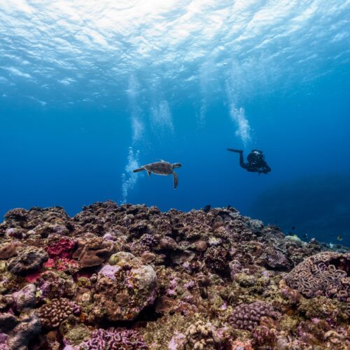 Buceo local – Playa Nueva Romana