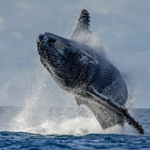 Excursión Ballenas y Cayo Levantado desde Bávaro & Punta Cana