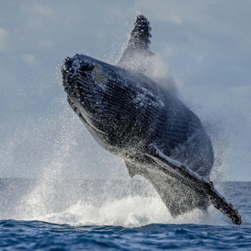 Ballenas y Cayo Levantado desde Bayahibe & Dominicus