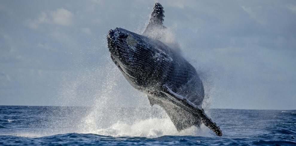 humpback-whale-jumps-out-water-beautiful-jump-madagascar-st-mary-s-island-copia.jpg
