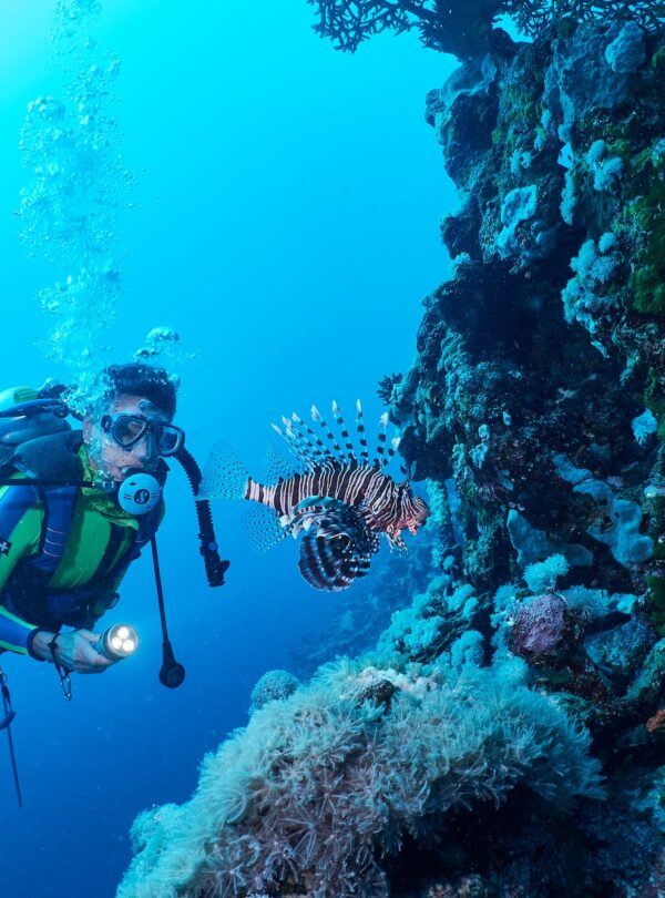 A lion fish and scuba diver in Red Sea, Marsa Alam, Egypt