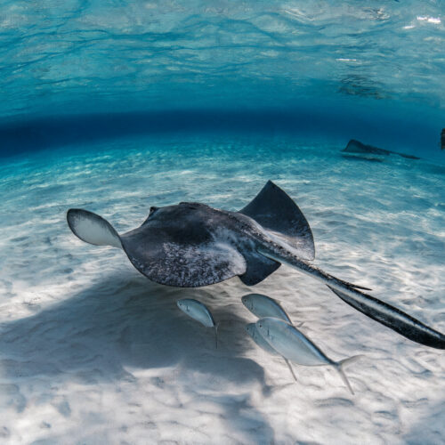 PADI Discover Scuba Diving (DSD)