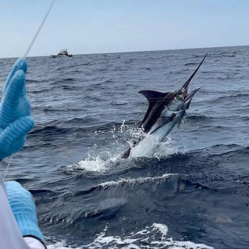 Pesca de altura – Charter privado