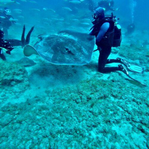 Buceo local – Catalonia Bayahibe