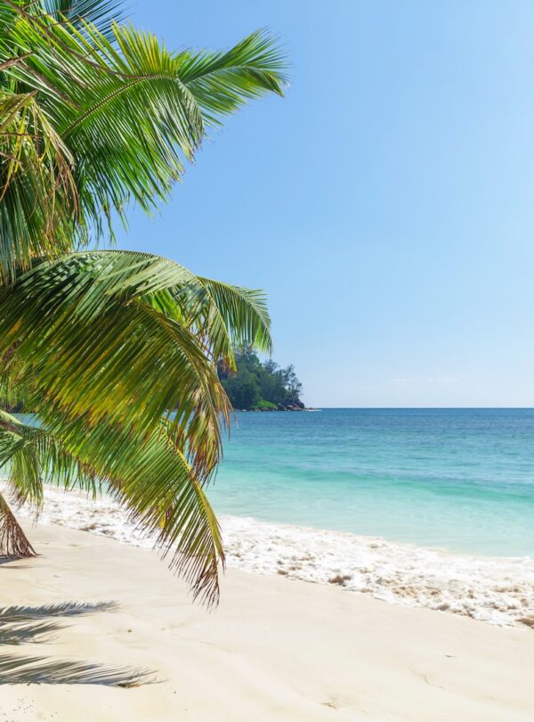 Tropical beach with palm trees and turquoise sea
