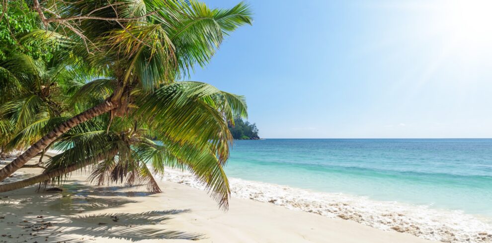 Tropical beach with palm trees and turquoise sea