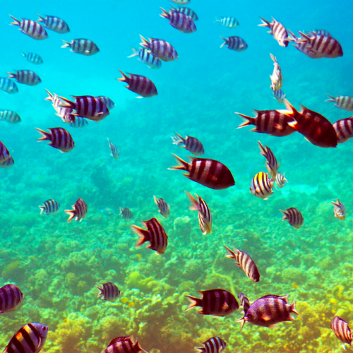 Seaquarium Punta Cana