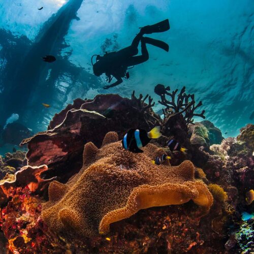 PADI Divemaster en República Dominicana